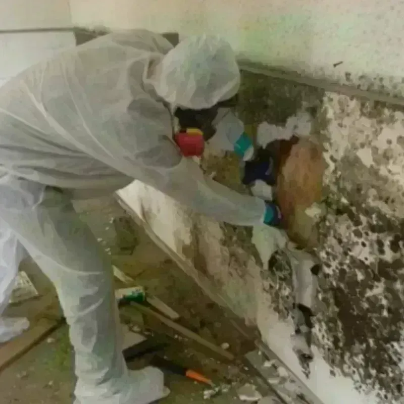 Mold Remediation and Removal in McLeansville, NC